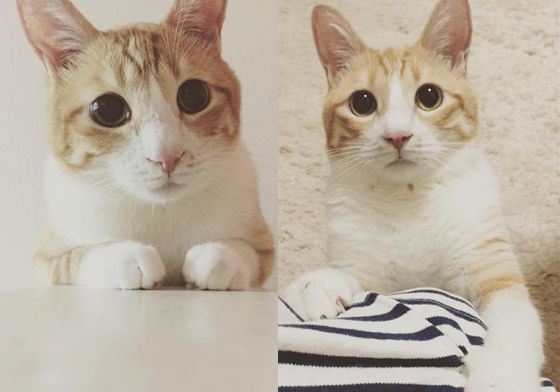 拋開疾病好好休息吧！人氣萌貓小麥化作天使告別29萬粉絲 こむぎ、tomochunba、instagram、貓、天使、日本、寵物、貓咪、貓、生命、小麥、comugineko、天堂、告別、過世、離開、永別