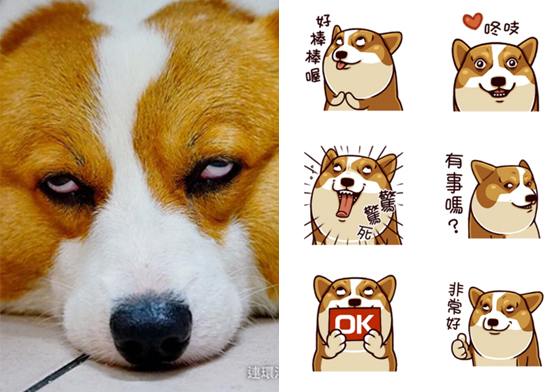 連翻白眼都這麼萌！會動的《連環泡有酒酒－白眼柯基》貼圖強勢登場！ 林燒酒、林金大、林金多、酒酒、大大