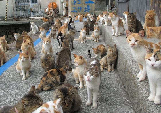 日本貓島陷入缺糧危機！善心民眾百箱貓糧擠爆倉庫 aoshima_cat、貓島、日本、青島、糧食危機、瀨戶內海、愛媛、貓群、貓咪、貓、喵、景點、餵食、可愛、溫馨