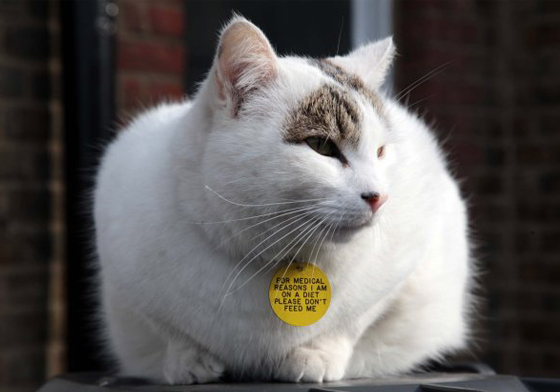 我正在減肥，請不要餵我！胖嘟嘟喵星人掛吊牌積極甩肉 Eduardo、英國、貓、過胖、減肥