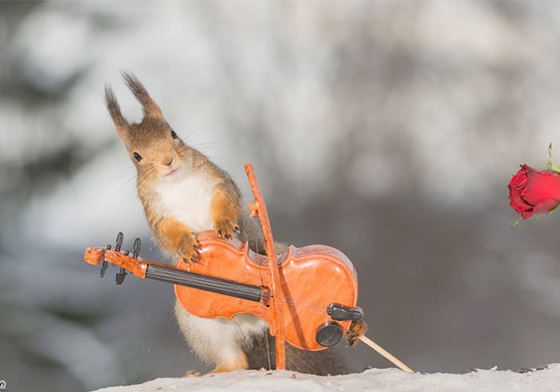 毛茸茸的動物不管做什麼都很可愛～松鼠vs.迷你小物攝影集 松鼠、迷你、可愛、Geert Weggen、攝影