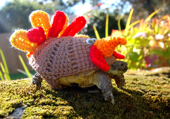 烏龜的萌點只有養龜人才懂！11張圖片證明烏龜其實也很可愛 烏龜、萌、可愛、turtle、龜