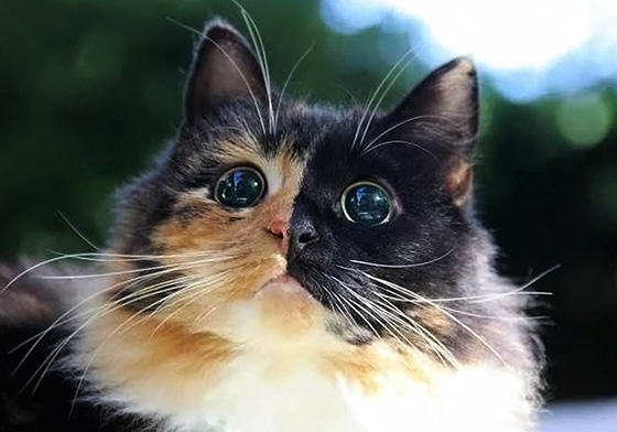 雖然我看不見～但我知道你很愛我！楚楚可憐的雙面貓Jasmine 可愛、雙面貓、流浪貓、Jasmine、Association Adoption Feline