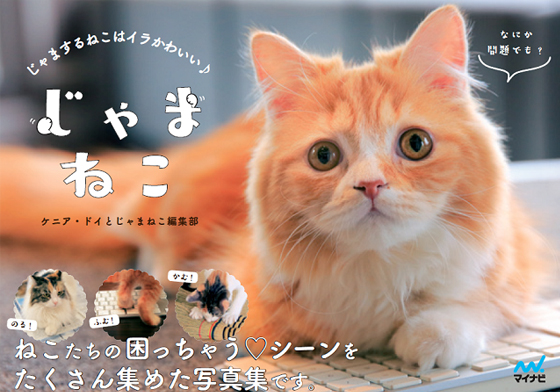 妨礙別人工作還可以出寫真？完全貓奴視角《打擾貓》攝影書 じゃまねこ、打擾貓、寫真、攝影、日本