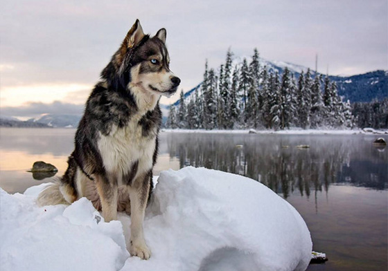 根本從言情小說走出來的霸道總裁啊！帥度爆表的哈士奇Kyro 哈士奇、Husky、帥氣、言情小說、男主角