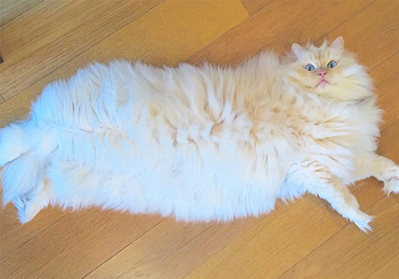 你家地板上怎麼會有一朵雲啊？毛蓬到沒天理的軟萌貓Sky居家日常 Sky、sky_the_ragdoll、貓、喵星人、雲