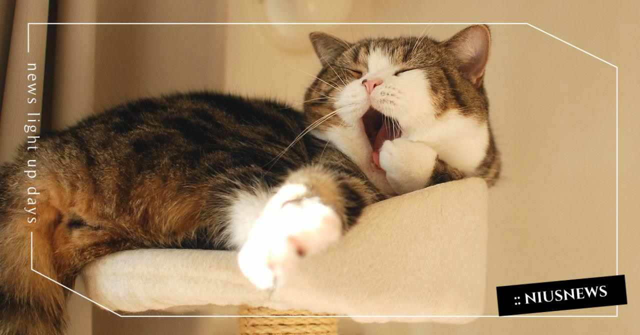 貓咪也有慣用手！可愛實驗秒測你家貓是左撇子還是右撇子 貓、左撇子、右撇子、慣用手、maru