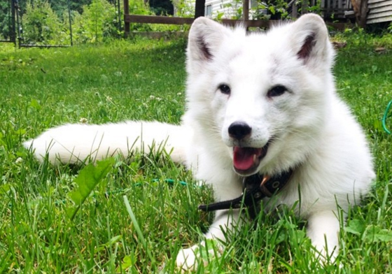 狐狸是怎麼叫？北極狐Archer魔性笑聲萌翻網友 Archer、狐狸、北極狐、動物、笑聲