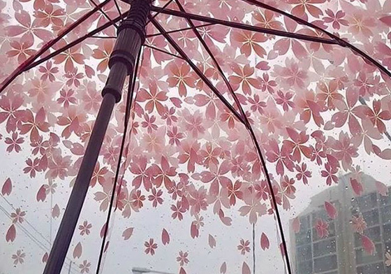 一人獨享的櫻花紛飛！浪漫櫻花傘在雨天也能心花朵朵開 櫻花、櫻花傘、下雨、雨天、韓國