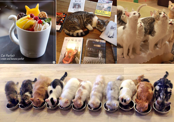 最大陣勢喵星人餵食秀在這！日本澀谷療癒貓咪咖啡廳MoCHA 猫カフェMoCHA、貓咪咖啡廳、MoCHA、日本、澀谷
