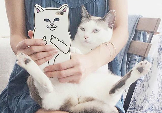 雖然很欠揍但卻忍不住想擁有！來自LA的中指貓穿在身上惡搞無極限 中指貓、LA、RIPNDIP、滑板、服裝