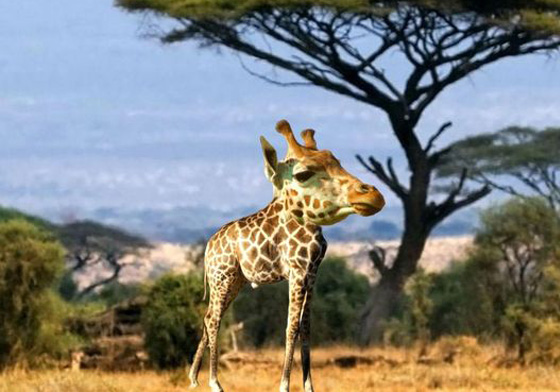 要是長頸鹿沒了長脖子會長怎樣？就算沒脖子還是超可愛的動物特輯 沒脖子、脖子、長頸鹿、北極熊、大象、河馬、豹、比特犬、狗、可愛、野生、動物、羊、豬、斑馬、兇猛、溫馴