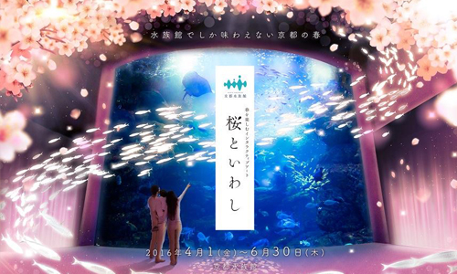 讓沙丁魚群帶你遨遊櫻花海 京都水族館變成賞花場所了！ 沙丁魚、櫻花、京都、水族、館光影、3D、互動、春天