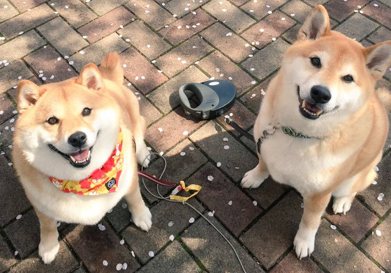 叛逆柴犬ハナ也有浪漫的時候～汪星人櫻花樹下約會實錄 ハナ、87shiba87、フーマ、ymhu_ma、柴犬