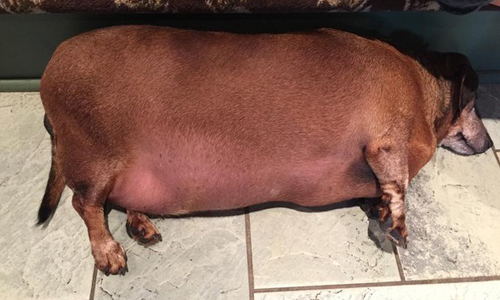 曾經胖到無法走路！臘腸狗文森勵志又可愛的減肥日記 胖、臘腸、臘腸狗、文森、減肥