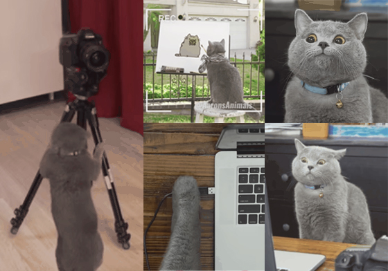 只要這樣做就能變網路紅貓！喵星人網紅之路大揭密 網路紅人、網路紅貓、AaronsAnimals、想紅、貓