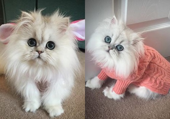 根本是貓界的歐森姊妹花！Milk&Oreo連萌點都要雙倍放送 喵星人、Milk&Oreo、萌、貓奴、毛茸茸