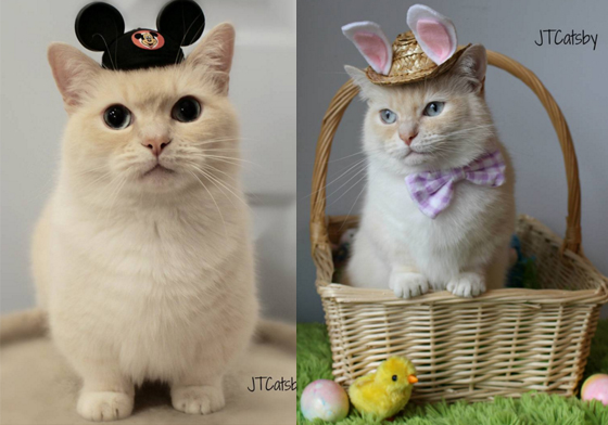 短腿控請注意！療癒萌主短腿喵星人JT Catsby變裝秀 JT Catsby、otisandjr、短腿貓、Instagram、喵星人