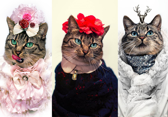 貓咪界的時尚模特兒！白血症貓咪Hummus的華麗寫真集 貓咪、時尚、華麗、白血症、Hummus