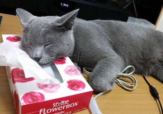 就是對衛生紙盒情有獨鍾！吃喝玩樂都在上頭的灰色喵星人 kokesukepapa、こけ助パパ、灰貓、喵星人、twitter