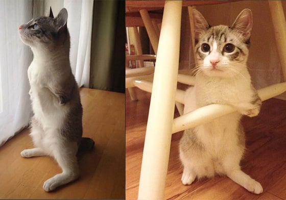 集合了貓跟兔子的所有萌點！俘虜了所有貓奴的兩腳貓Roux 貓咪、殘疾、Roux、Akey、兩腳貓