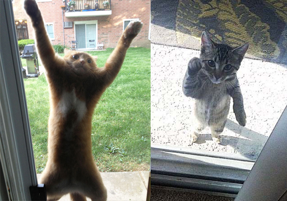 「奴！快開門讓朕進去！」　動物呆萌吃閉門羹特輯 動物、毛孩子、毛小孩、閉門羹、關門外、浣熊、貓、狗、鹿、孔雀、爆笑、好笑