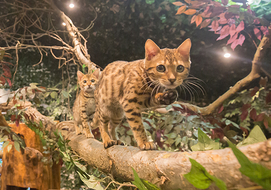 令人不禁著迷的豹紋魅力！日本首間「豹貓咖啡廳」人氣開張 KURASHIKIヒョウ猫の森、倉敷の猫屋敷、豹貓、孟加拉貓、咖啡廳