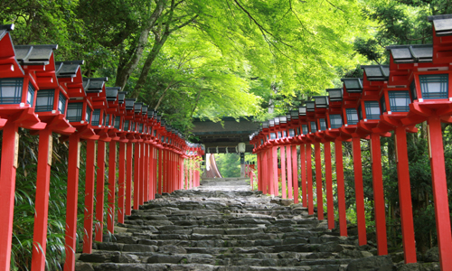 櫻花季結束後就是它了啦！京都的初夏「青楓」私房4選 愛玩妞、京都、日本旅遊、京都旅遊、青楓