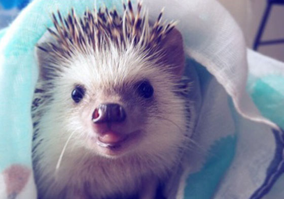 無法抵擋的呆萌魅力！刺蝟界的「哈麥兩齒」讓人甘願被俘虜 刺蝟、Huff、huffthehedgehog、呆萌、攝影