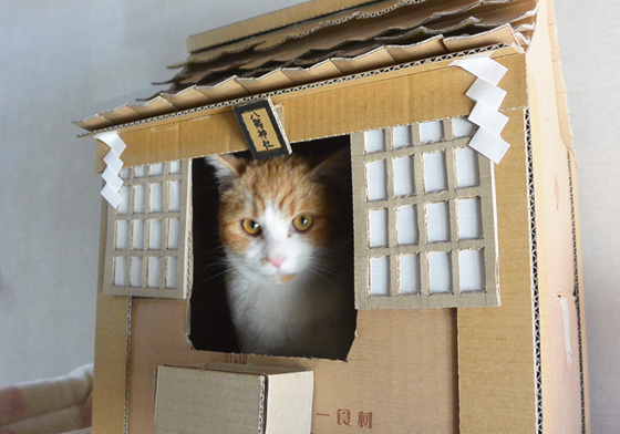 還不快投香油錢小魚！貓奴在家也能DIY「喵星人專用神社」 貓咪神社、貓神社、鳥居、香油錢、日本