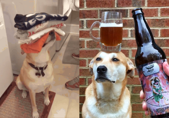 端水遞毛巾通通都要會！11張動圖證明狗界家政婦一點都不好當 Finley、Greg Baskwell、finley4paws 、gregbaskwell、instagram