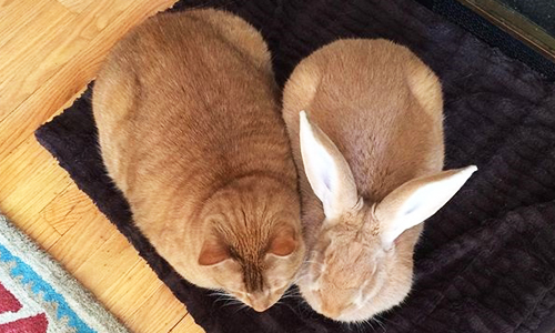 我們真的不是雙胞胎啦！萌兔與肥貓稱兄道弟的可愛日常 Wallace、Gus、兔子、貓、可愛、日常、Instagram