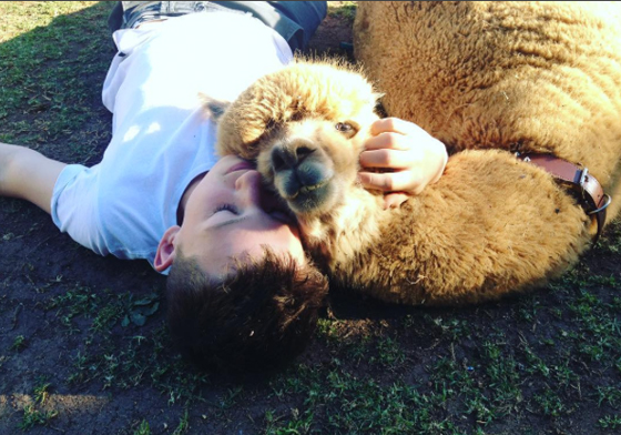 帶牠出去散步超威！男孩養狗不成竟得到一隻羊駝當寵物 羊駝、草泥馬、Chewy、Matt、寵物