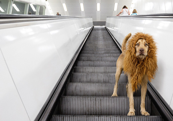 有見過披著獅子皮的狗嗎？「大城市裡的獅子」攝影輯 狗、流浪狗、可愛、獅子、Julia Marie Werner、Tschikko Leopold von Werner、Leopold、Grossstadttlowe、大城市的獅子、都市叢林、、藝術