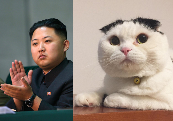 你…你根本是貓界金正恩吧？霸氣「大醬」的油頭日記 蘇格蘭摺耳貓、異國短毛貓、daichan、omochi、noahnoah327