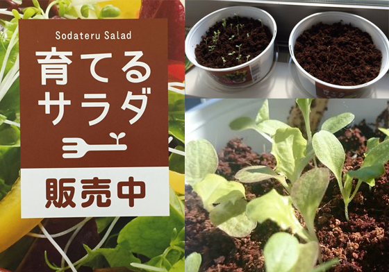 自己的沙拉自己種！日本超商新品「栽培沙拉」強勢登場 育てるサラダ、栽培沙拉、沙拉、超商、日本