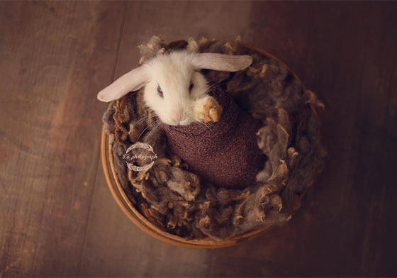 萌度不輸人類嬰兒！寶寶攝影師挑戰兔寶寶彌月寫真 萌、可愛、攝影、嬰兒、兔子