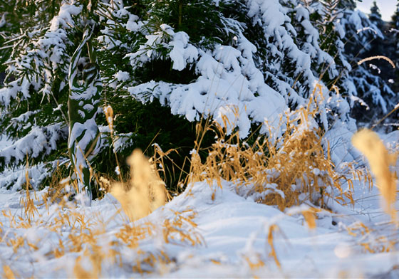 大自然版《尋找威利》？與風景合而為一的極致人體彩繪 自然、尋找威利、風景、人體彩繪、攝影