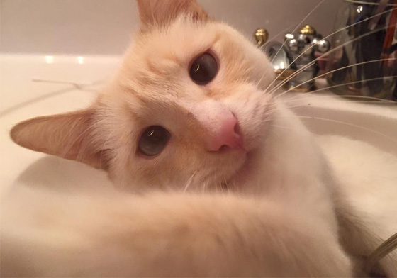 不是每隻流浪貓都像牠那麼好運啊...歪嘴小貓Duchess的奇蹟故事 Duchess、貓咪、受傷、流浪貓、復健