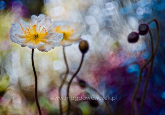 多久沒為了一草一木而感動？波蘭攝影師的類童話唯美攝影 攝影、拍照、大自然、花、草、Magda Wasiczek、昆蟲、蟲子、藝術