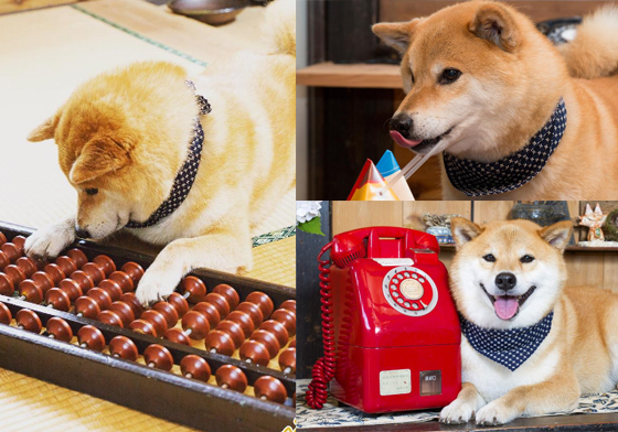 丸太郎迷上珠算算盤？柴犬MARU帶你回顧17個日系懷舊小物 再見了，那些名為青春的小鳥、柴犬、丸太郎、MARU、日本