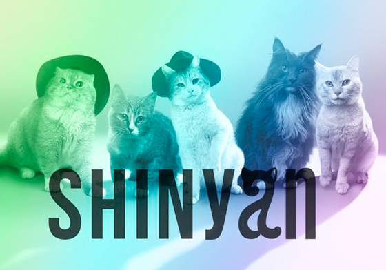 這不是惡搞牠們來真的！喵星人界新星偶像團體「SHINyan」日本正式出道 SHINyan、샤이냥、SHINee、君のせいで、新歌、新單、日單、日本、韓團、idol、男團、偶像、貓、貓咪、喵星人