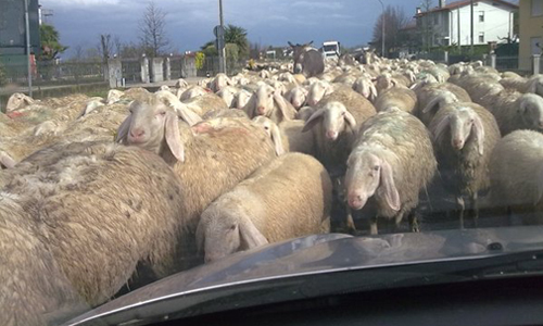 開車開到一半被羊群包圍？這個hashtag帶你一探歐洲生活的真相 憧れの欧州生活、歐洲、hashtag、真相、twitter