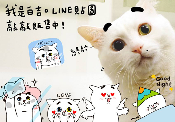 地表最萌白貓也會手指愛心！「我是白吉」加入貼圖行列悄悄販售中 白吉、iambaijiji、ilovebaijiji、我是白吉、貼圖