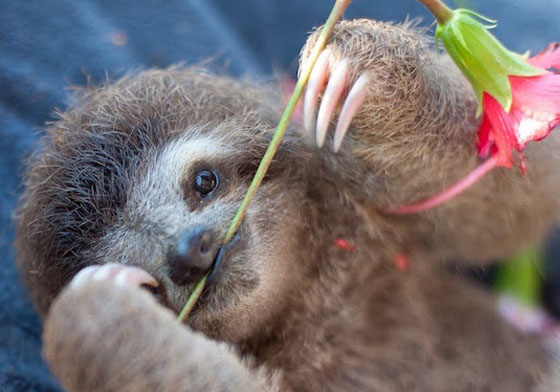 快俠小時候原來這麼可愛？樹懶寶寶需要你幫助牠們找到回家的路 樹懶、懶、動作慢、Sam Trull、Slothlove