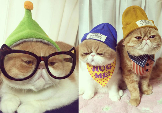 牠們根本快被主人玩壞了吧！扁臉貓三兄弟的超逗趣變裝日常 扁臉貓、日本、變裝、MOCO、LAKI