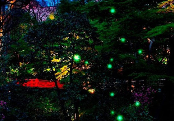 沒得賞櫻就來賞螢吧！到東京椿山莊與螢火蟲來場夏日約會 螢火蟲、賞螢、日本、東京、5月