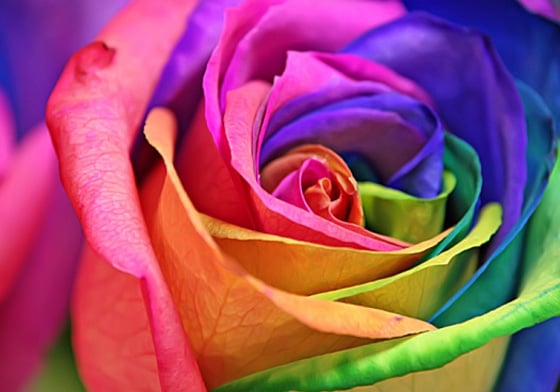 世界上真的有這種品種的玫瑰？有錢都不見得買得到的彩虹玫瑰 玫瑰、彩虹玫瑰、彩色玫瑰、繽紛、絢麗