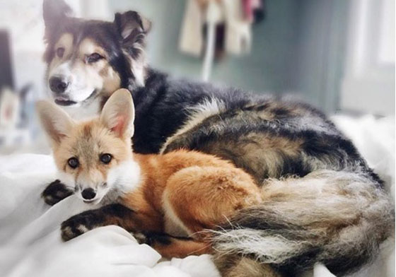 尼克和茱蒂的跨物種戀曲翻版？最萌狐狸Juniper與牠的帥狗男友 狐狸、Juniper、澳洲牧羊犬、阿拉斯加雪橇犬、Moose