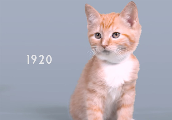 原來100年前對小貓的審美觀是這樣…小動物的百年美感進化史 可愛、流行時光機、變化、演變、萌